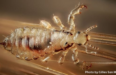 Microscopic view of a louse