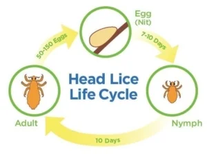 head lice life cycle